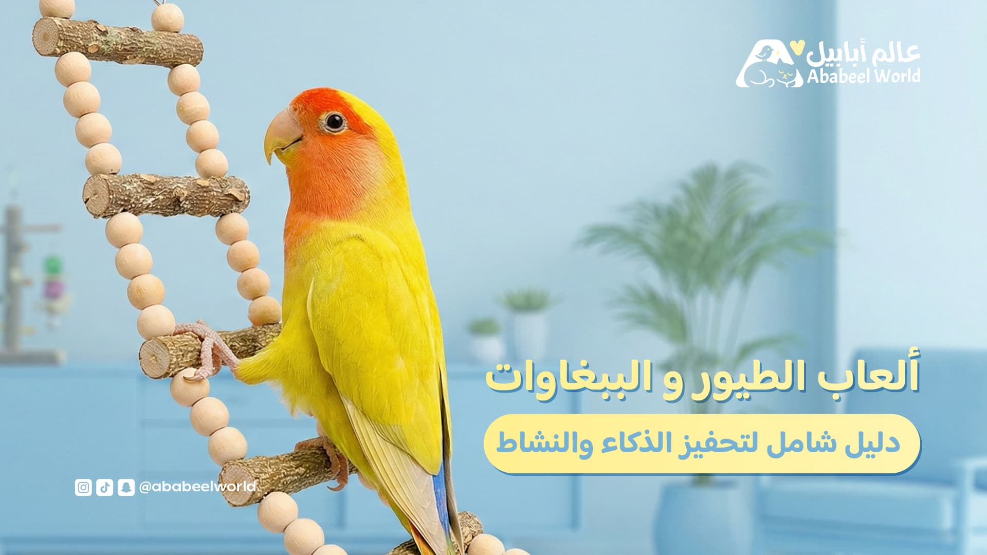 العاب الطيور والببغاوات: دليل شامل لتحفيز الذكاء والنشاط اليومي