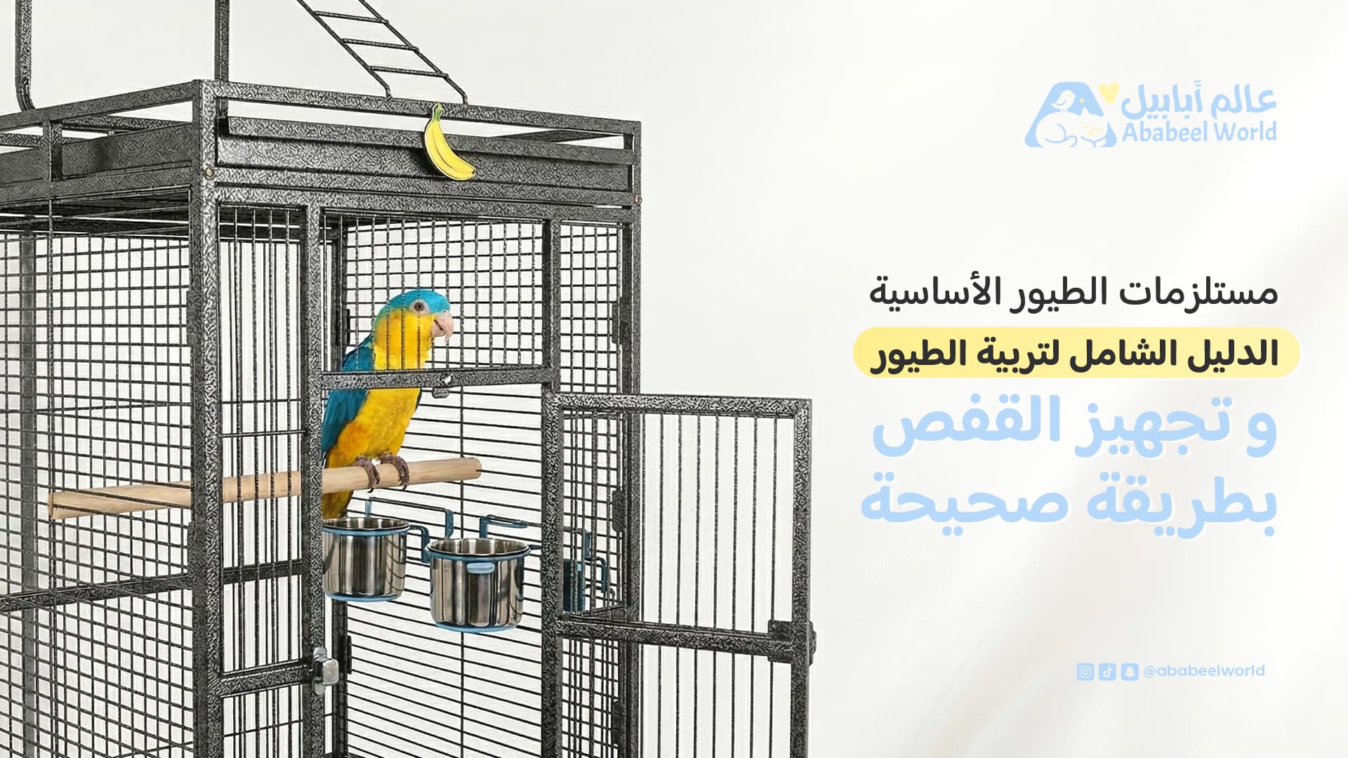 مستلزمات الطيور الأساسية: الدليل الشامل لتربية الطيور وتجهيز القفص بطريقة صحيحة